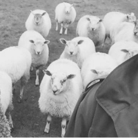 Steak + Elephant Tree (Co-Headline)