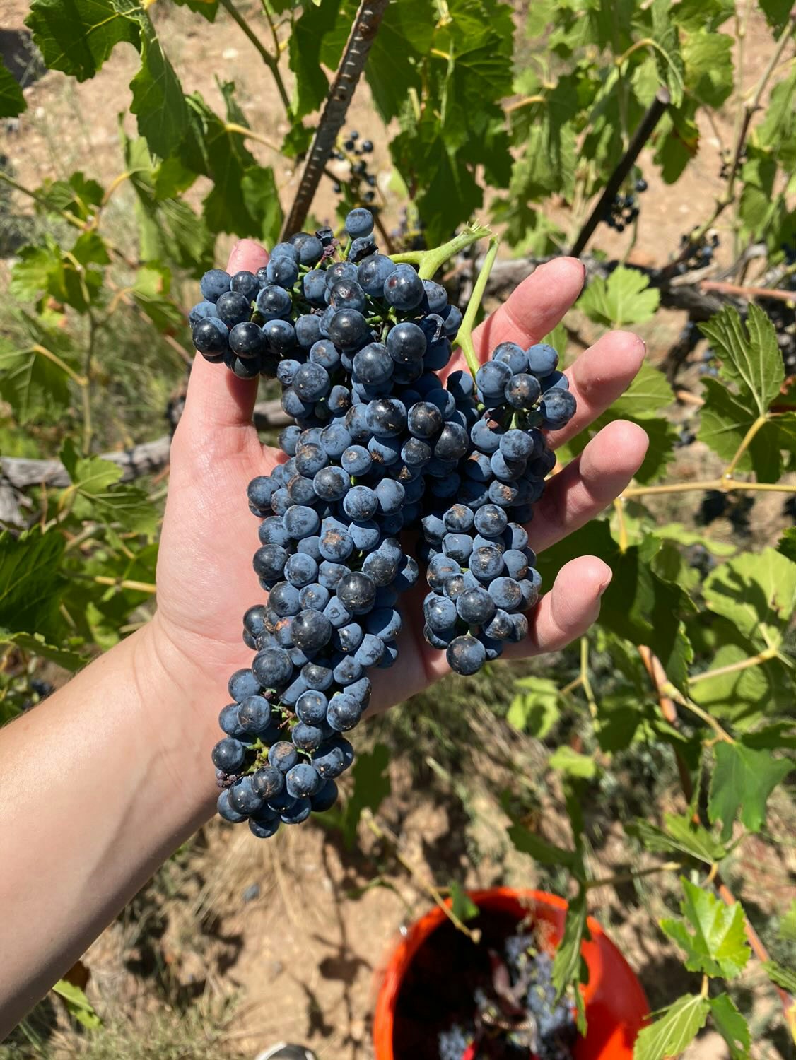 Maynards Bottle Shop Presents: Sonoran Wine!