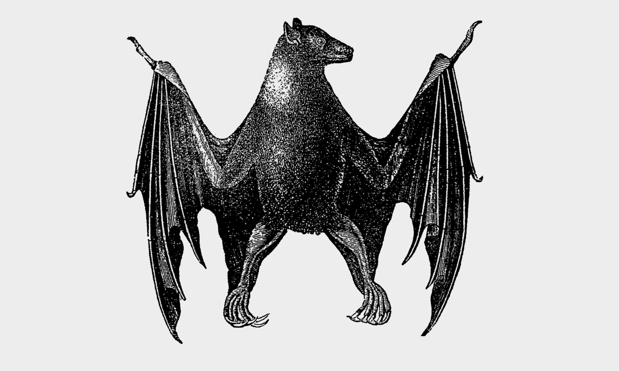 BAT’S WOMB GOTH CLUB NIGHT | EVENT MOVED TO NAMBUCCA