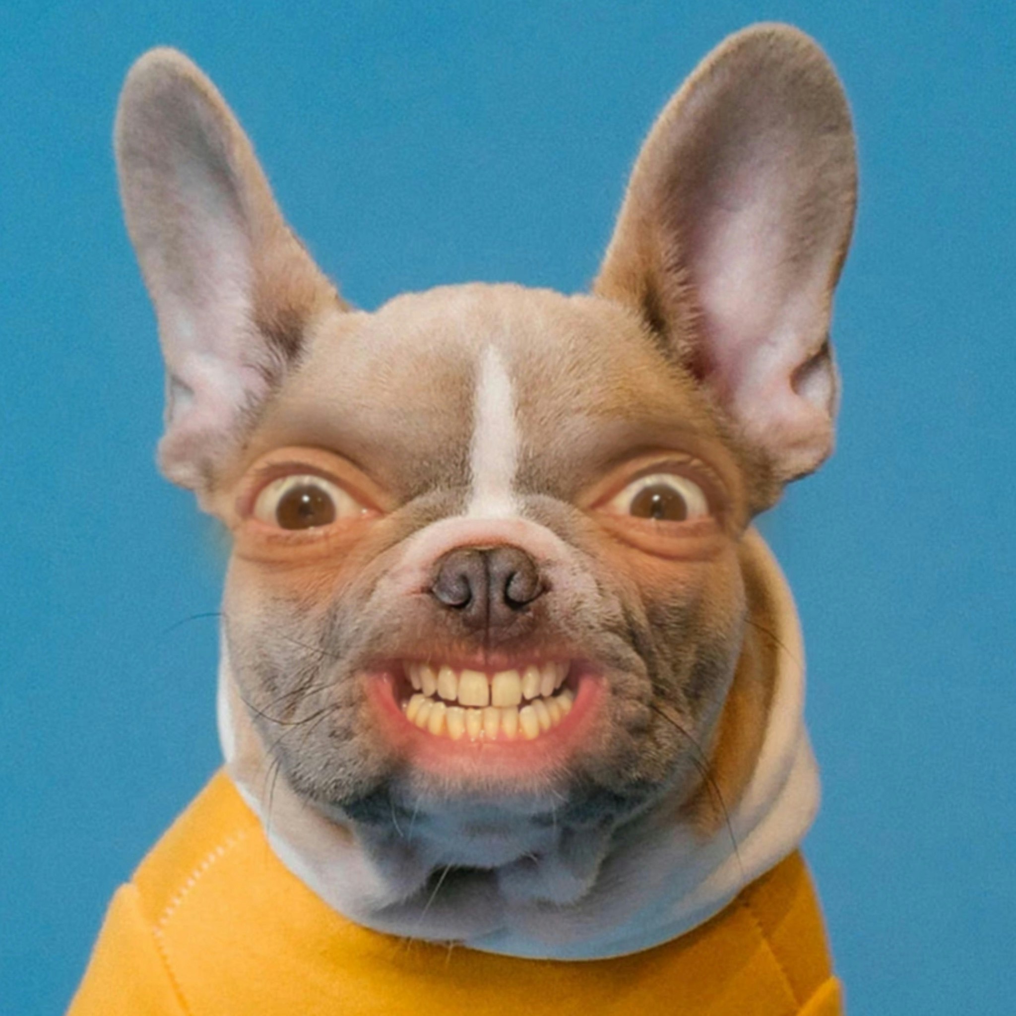 Spencer Jones: Dogs