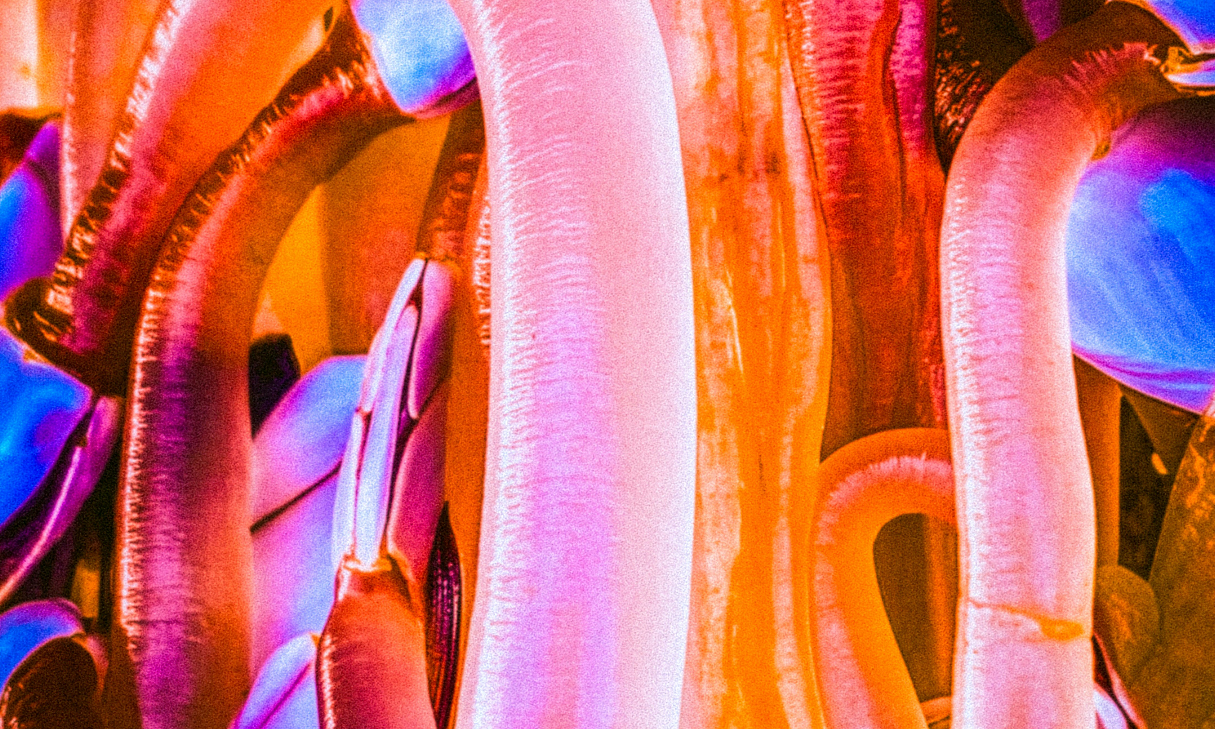 TGT FREE: Lipworms / Wish / Black Gums
