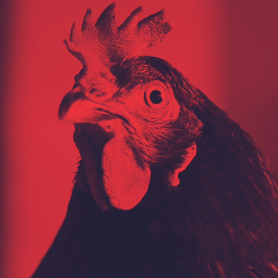Hen - storia di una gallina