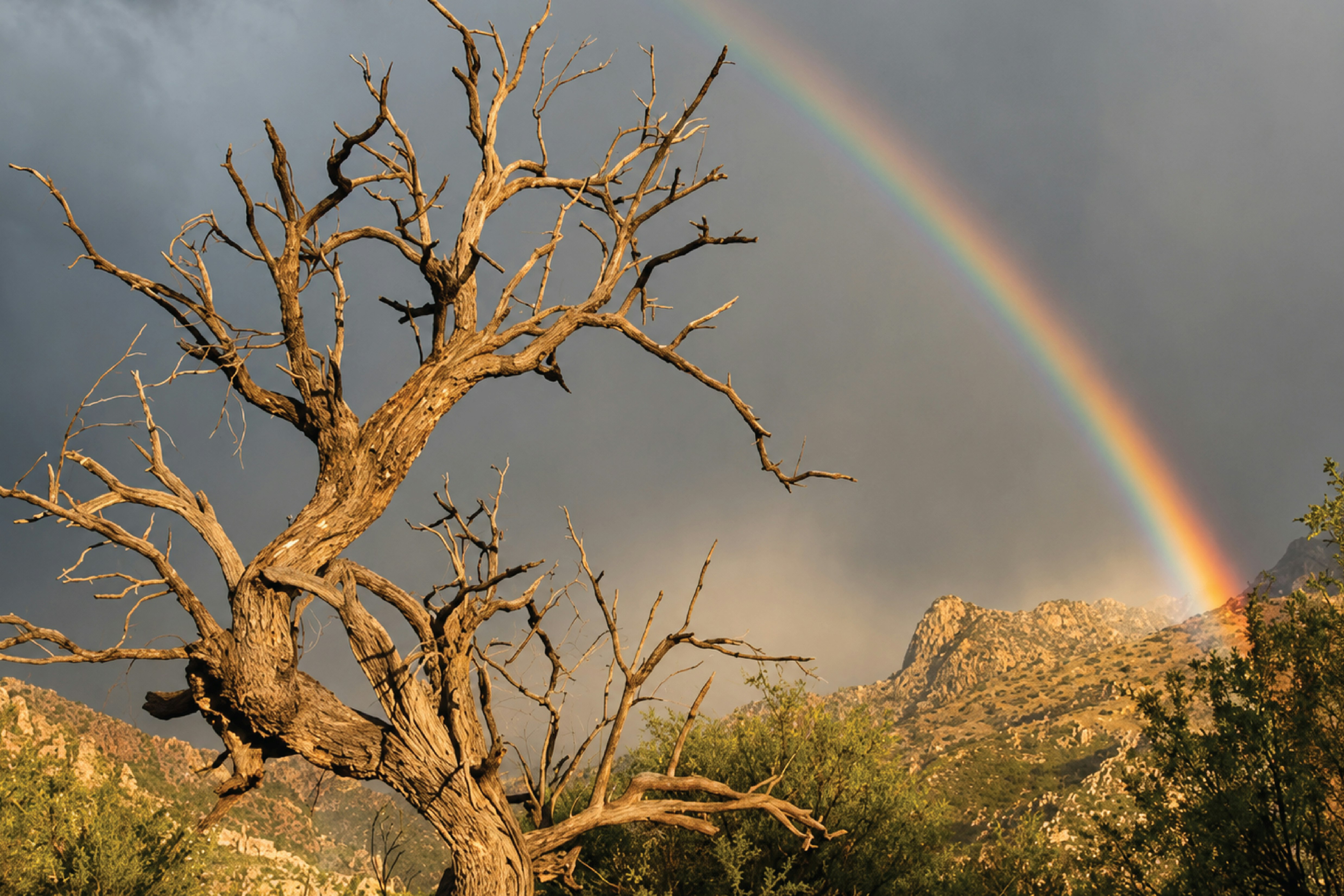 UA Poetry Center | Monsoon-Themed Open Mic