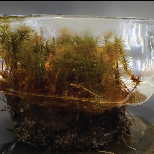 UA Poetry Center | Jacinda Russell and Hannah Larrabee on Art, Poetry, and Language Erratics