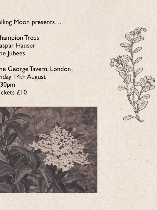 Champion Trees / Kaspar Hauser / The Jubees