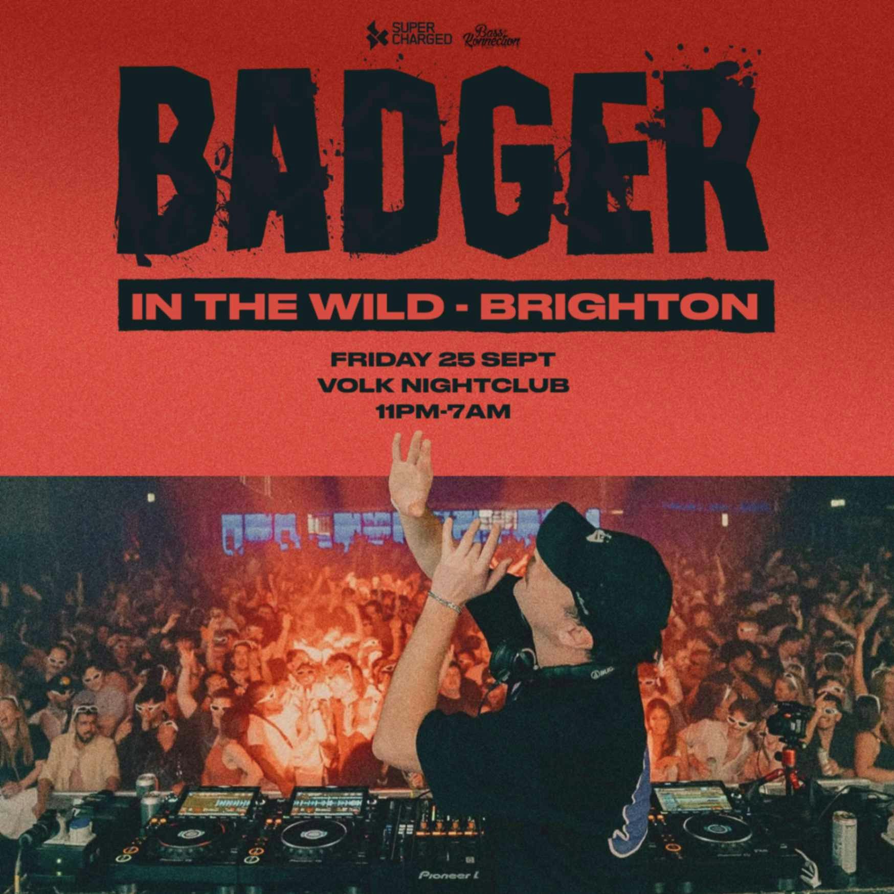 Badger In the Wild at Volks, Brighton