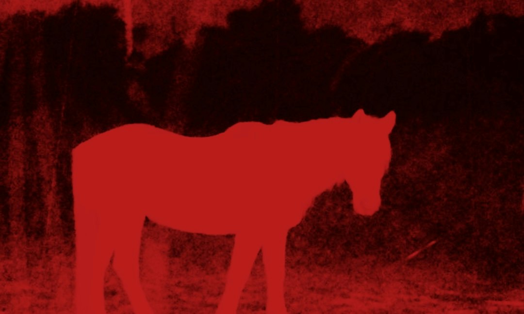 Darcy Harding and The Foxes  + SAND + Texas Horse Meat Scandal
