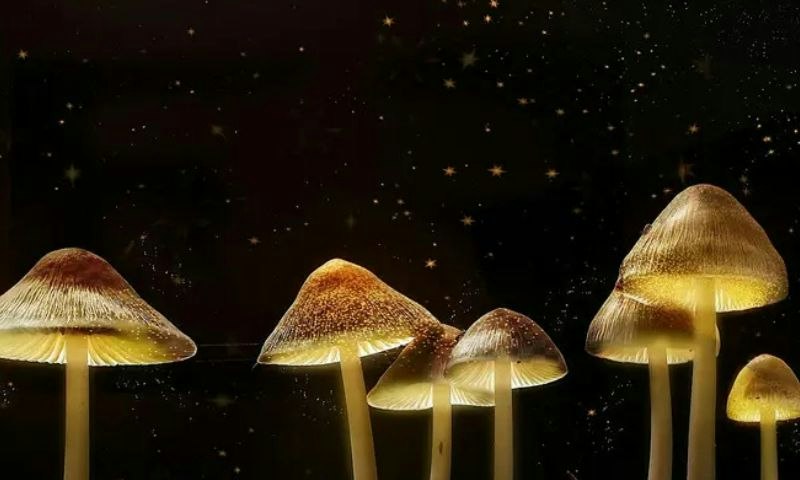 The Science of Magic Mushrooms
