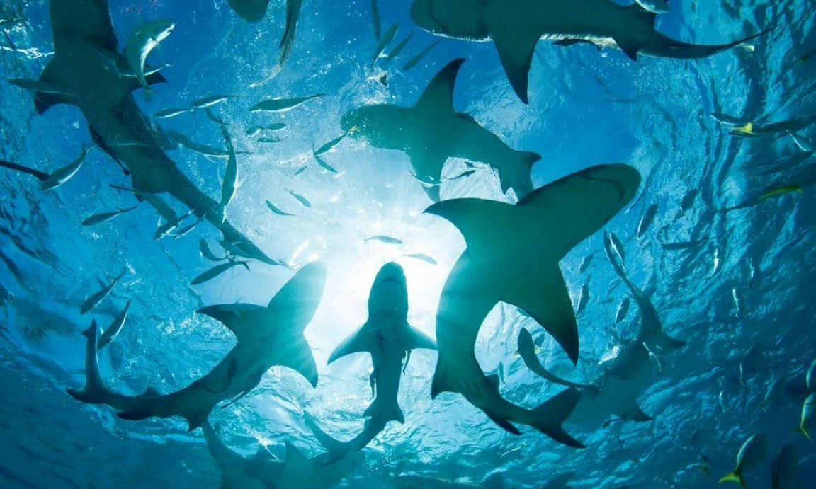 Fish Hunt, Melaina Kol, Tex Patrello, and Jeremy Field